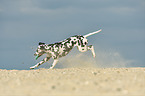 playing Dalmatian