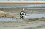 walking Dalmatian