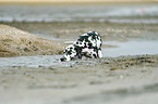 bathing Dalmatian