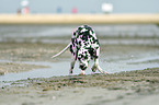 walking Dalmatian