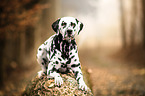 lying Dalmatian