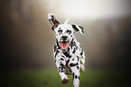 running Dalmatian
