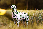 standing Dalmatian