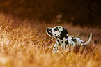 lying Dalmatian