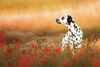 standing Dalmatian