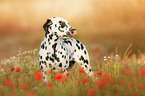 standing Dalmatian