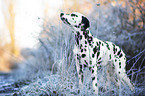 young Dalmatian