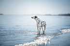 Dalmatian at the sea
