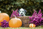 Dalmatian Puppy