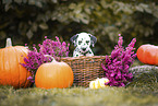 Dalmatian Puppy