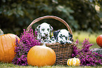 Dalmatian Puppies