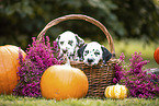 Dalmatian Puppies