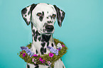 Dalmatian Portrait