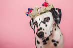Dalmatian Portrait
