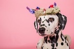 Dalmatian Portrait