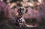 young Dalmatian in the heath