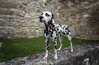 Dalmatian between walls