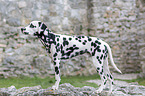 Dalmatian between walls