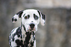 Dalmatian between walls