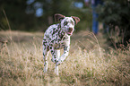 running young dalmatian