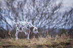 walking young dalmatian