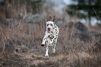 running young dalmatian