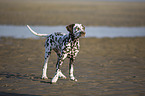 standing Dalmatian