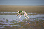 running Dalmatian