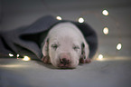 lying Dalmatian Puppy