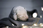 Dalmatian Puppy portrait