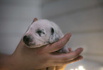 Dalmatian Puppy portrait