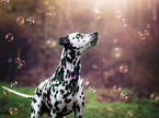 Dalmatian