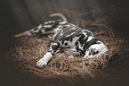 lying Dalmatian