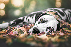 lying Dalmatian