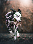 running Dalmatian