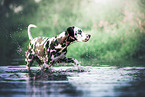 running Dalmatian