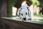 lying Dalmatian