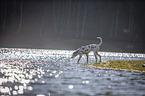 Dalmatian at the water