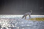 Dalmatian at the water