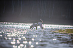 Dalmatian at the water