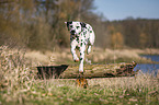 Dalmatian jumps over tree trunk