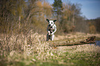 Dalmatian jumps over tree trunk