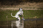 Dalmatian at the water