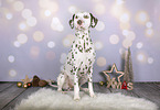 sitting Dalmatian