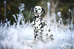 sitting Dalmatian