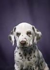 Dalmatian Puppy portrait