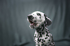 Dalmatian Puppy portrait