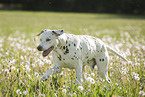 running Dalmatian