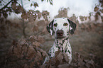 Dalmatian portrait