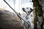 Dalmatian on a tree